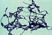 Candida (probably parapsilosis)