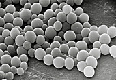 SEM of unidentified yeast cells