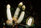 Stinkhorn mushrooms