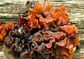 Jelly fungus