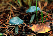 Verdigris agaric mushrooms