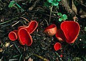 Moss cup fungi