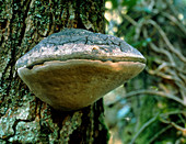 White trunk rot fungus