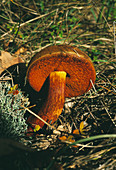 Bolete mushroom
