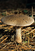 The Blusher mushroom