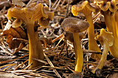 Yellow Legs mushrooms