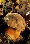 Boletus erythropus mushroom
