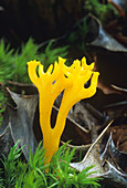 Yellow staghorn fungi