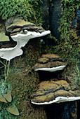 Artist's conk fungi