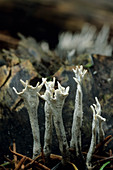 Candlesnuff fungi