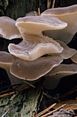 Jelly hedgehog fungi