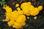 Slime mould