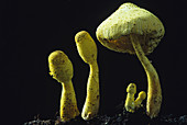 Lepiota lutea fungus