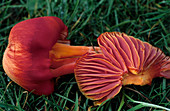 Hygrocybe mushrooms