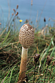 Parasol mushroom