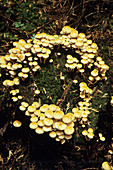 Sulphur tuft mushrooms