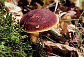 Plum and custard mushroom