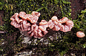 Gelatinous fungi