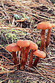 Deceiver mushrooms