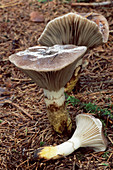 Chroogomphus mushrooms