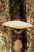 Razor-strop bracket fungus