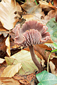 Amethyst deceiver mushroom