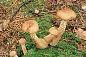 Honey fungus mushrooms