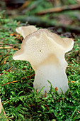 Jelly tongue fungus