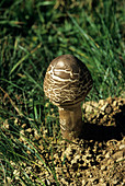 Young parasol mushroom