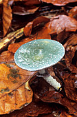 Verdigris agaric fungus