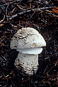 Stout agaric fungus