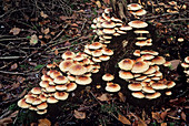 Brick cap fungi
