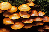 Brown stew fungus specimens