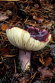 Lemon-gilled russule fungus