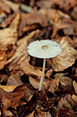 Ink cap mushroom