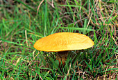 Larch bolete mushroom
