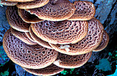 Dryad's saddle fungi