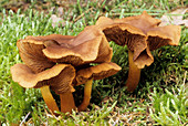 Red-gilled web cap fungi