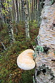 Birch polypore fungus