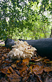 Hericium coralloides fungus