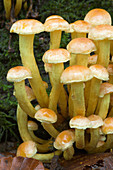 Pholiota fungus (Pholiota sp.)