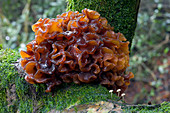 Ascocoryne fungus (Ascocoryne sp.)