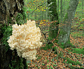 Tooth fungi (Hericium coralloides)