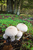 Gem-studded puffball