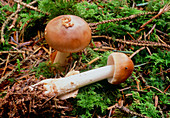 Tawny grisette mushrooms (Amanita fulva)