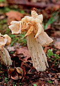 White saddle fungus (Helvella crispa)
