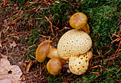 Boletus parasiticus fungi