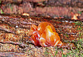 Jelly fungus (Tremella foliacea)