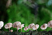 Marasmius ramealis