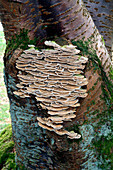 Many-coloured polypore fungi